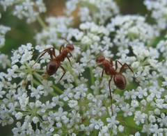 Formica pallidefulva