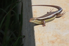 Trachylepis quinquetaeniata