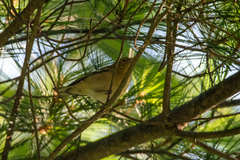 Setophaga castanea