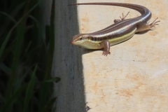 Trachylepis quinquetaeniata