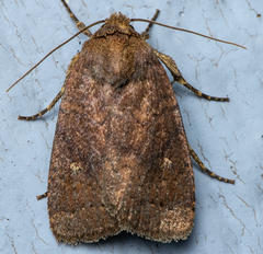 Pseudorthodes vecors