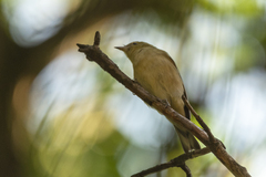 Setophaga castanea