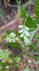 Asplenium bulbiferum