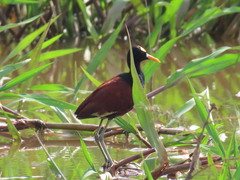 Jacana spinosa