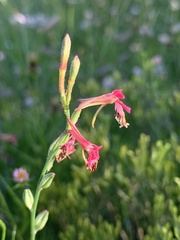 Oenothera suffrutescens