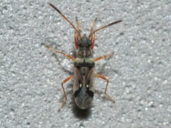 Pseudopachybrachius vinctus