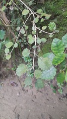 Rhabdothamnus solandri