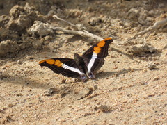 Doxocopa laure laure