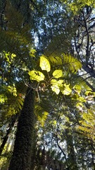 Brachyglottis repanda