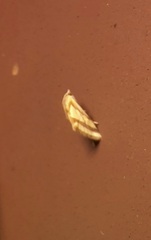 Microtheoris vibicalis