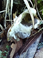 Hypomyces cervinigenus