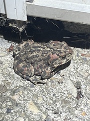 Anaxyrus boreas boreas