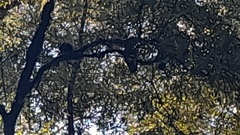 Nestor meridionalis septentrionalis