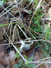 Hypomyces cervinigenus