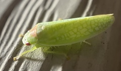Gyponana octolineata