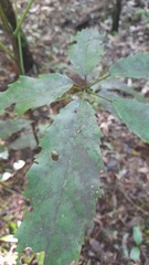 Pseudopanax arboreus