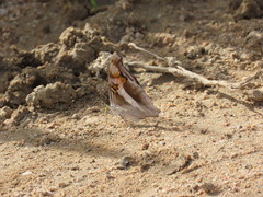 Doxocopa laure laure