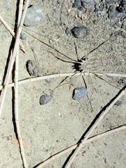 Sclerosomatidae