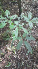 Pseudopanax arboreus