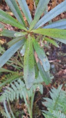 Myrsine salicina