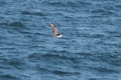 Stercorarius pomarinus