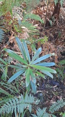 Myrsine salicina