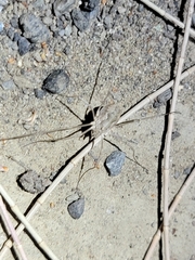 Sclerosomatidae