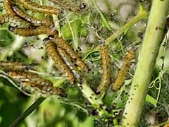 Saucrobotys futilalis