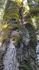 Dicksonia squarrosa