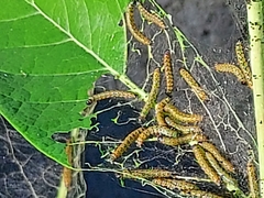 Saucrobotys futilalis