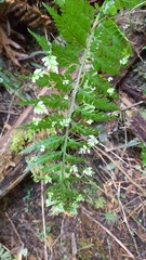 Asplenium bulbiferum