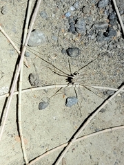 Sclerosomatidae