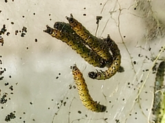 Saucrobotys futilalis