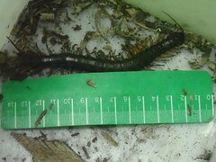 Scolopendridae