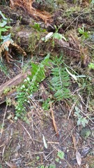 Asplenium bulbiferum