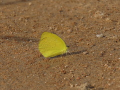 Pyrisitia dina westwoodi