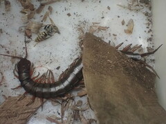 Scolopendridae