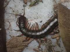 Scolopendridae