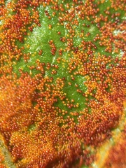 Synchytrium australe