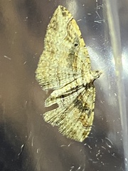 Costaconvexa centrostrigaria