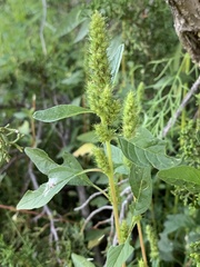 Amaranthus powellii