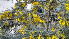 Prosthemadera novaeseelandiae novaeseelandiae