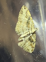 Costaconvexa centrostrigaria