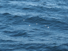 Phalaropus fulicarius