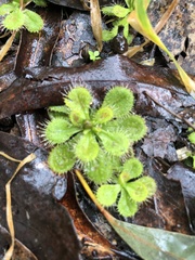 Drosera aberrans