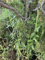 Amaranthus powellii