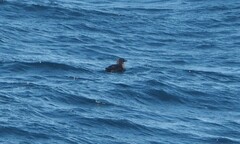 Cerorhinca monocerata