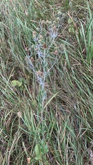Eryngium planum