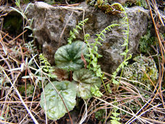 Heuchera glomerulata