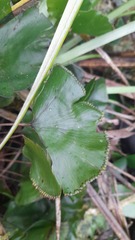 Hymenophyllum nephrophyllum